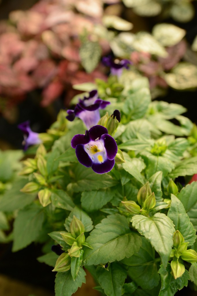 Foto de Alajuela, Costa Rica