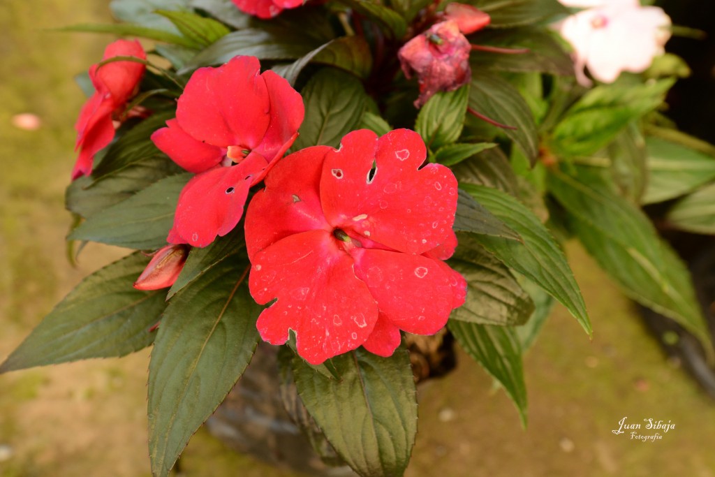 Foto de Alajuela, Costa Rica