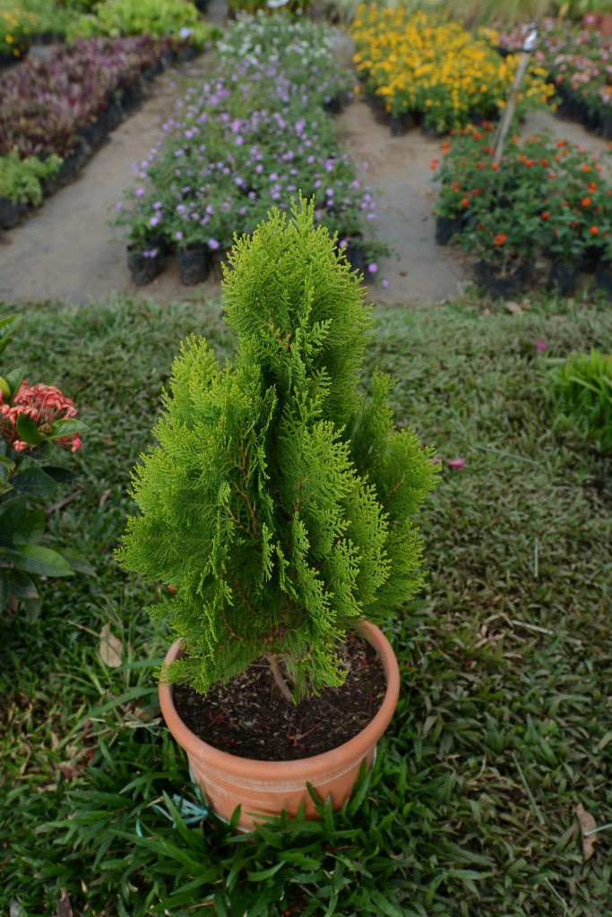 Foto de Alajuela, Costa Rica