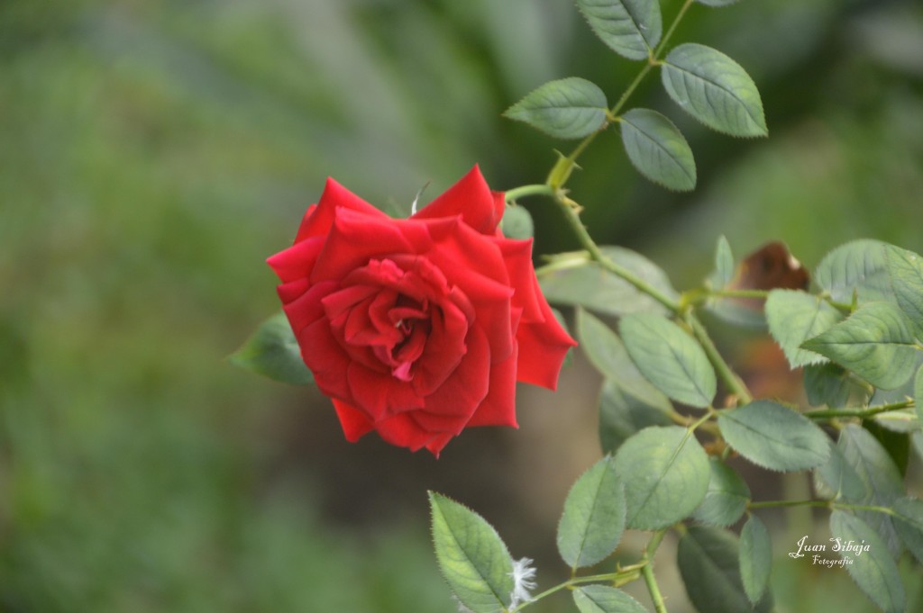 Foto de Alajuela, Costa Rica