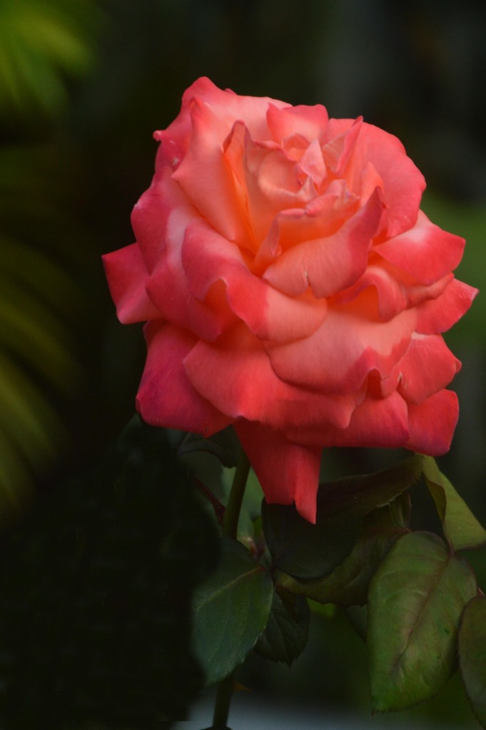 Foto de Alajuela, Costa Rica