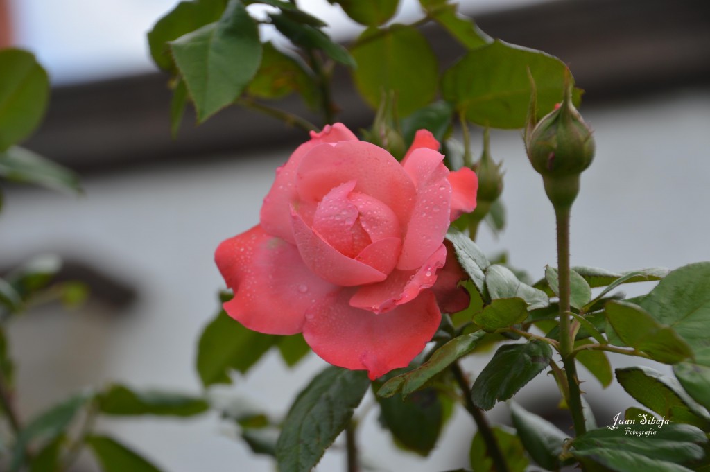 Foto de Alajuela, Costa Rica