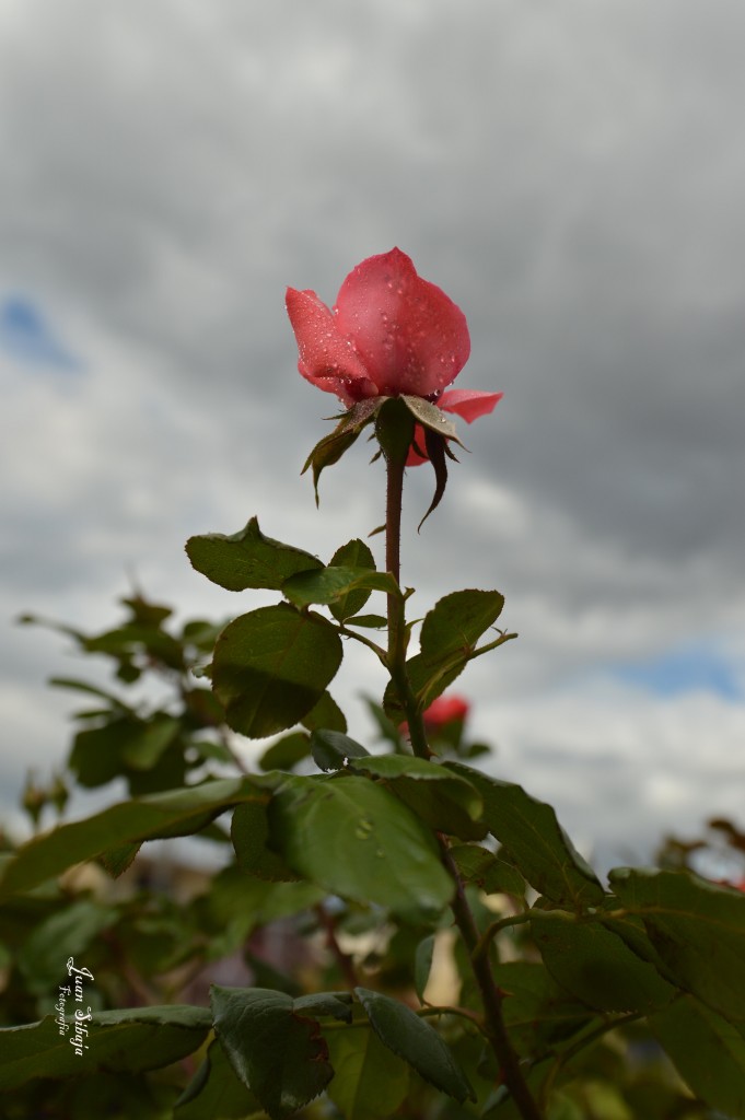 Foto de Alajuela, Costa Rica