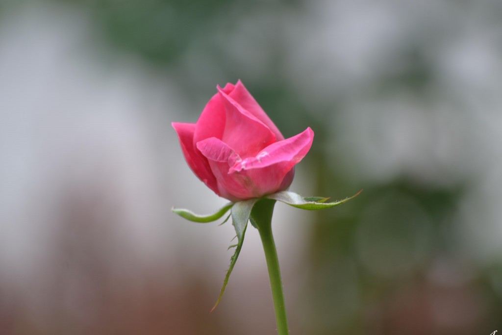 Foto de Alajuela, Costa Rica