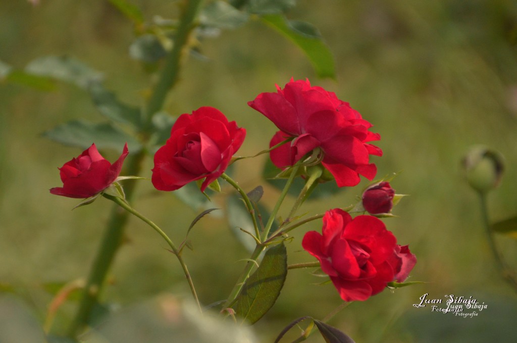 Foto de Alajuela, Costa Rica