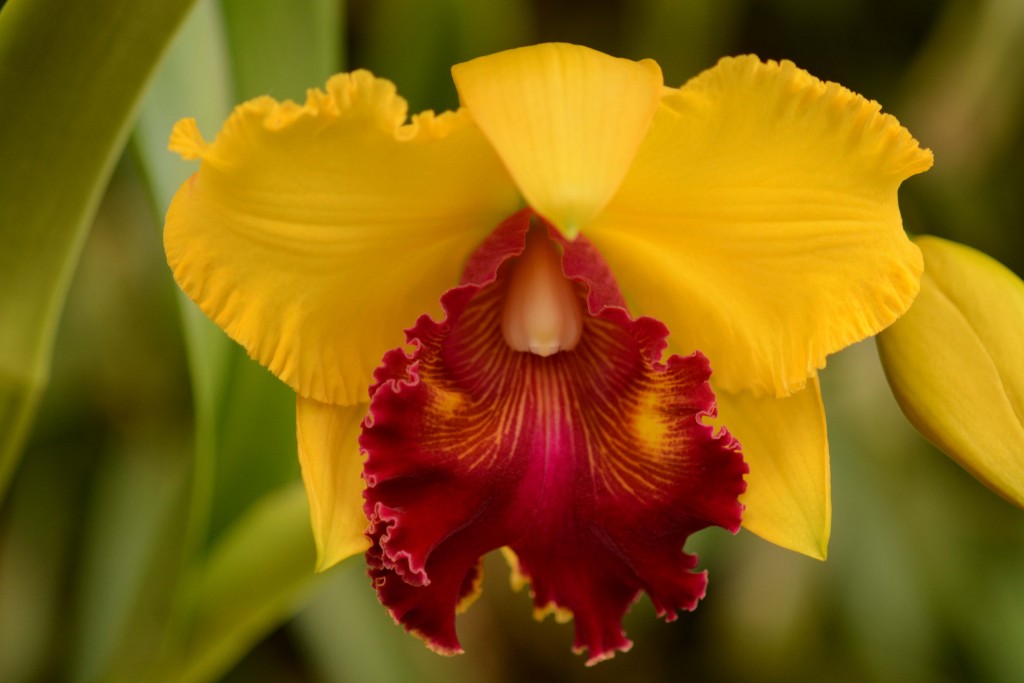 Foto de Alajuela, Costa Rica