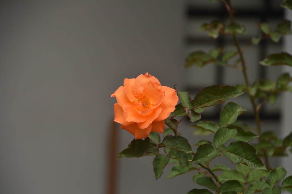 Foto de Alajuela, Costa Rica