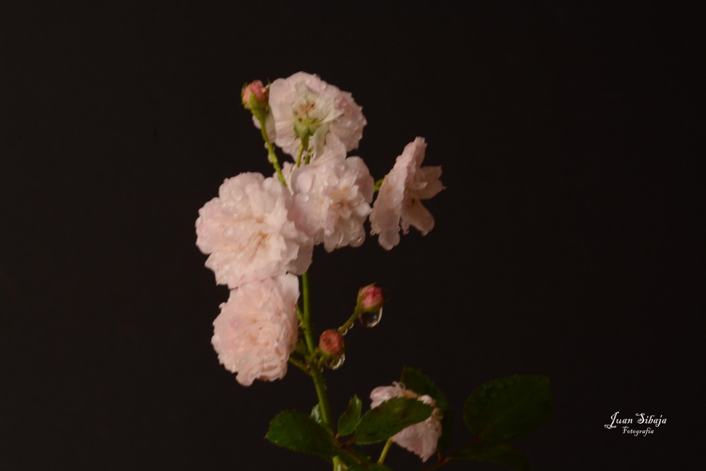 Foto de Alajuela, Costa Rica