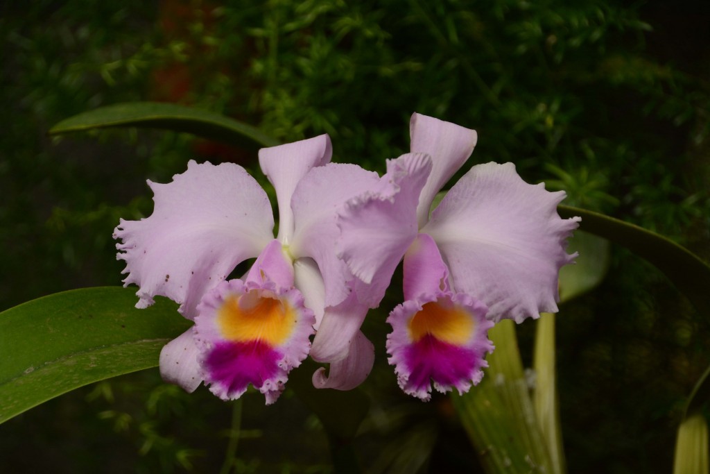 Foto de Alajuela, Costa Rica