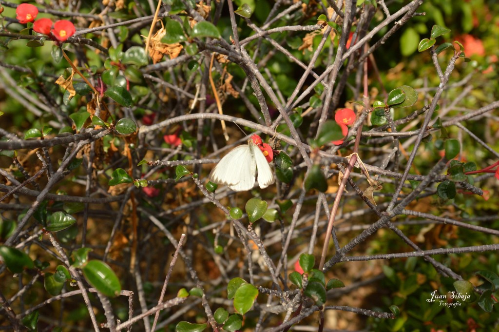 Foto de Alajuela, Costa Rica