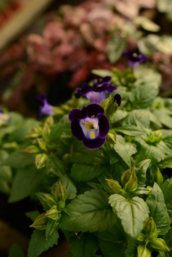 Foto de Alajuela, Costa Rica