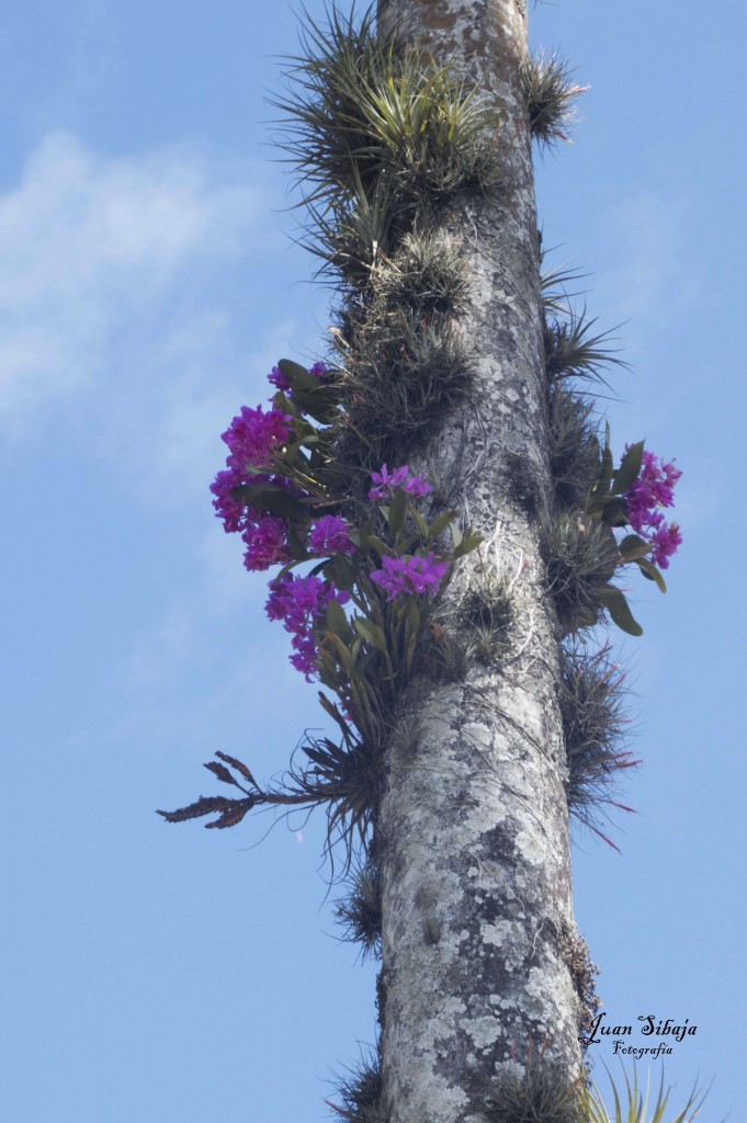 Foto de Alajuela, Costa Rica
