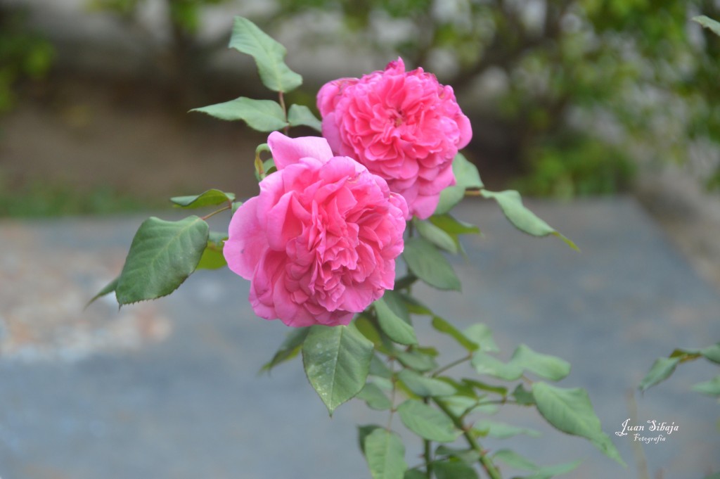 Foto de Alajuela, Costa Rica