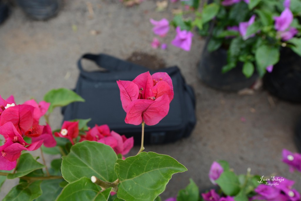 Foto de Alajuela, Costa Rica