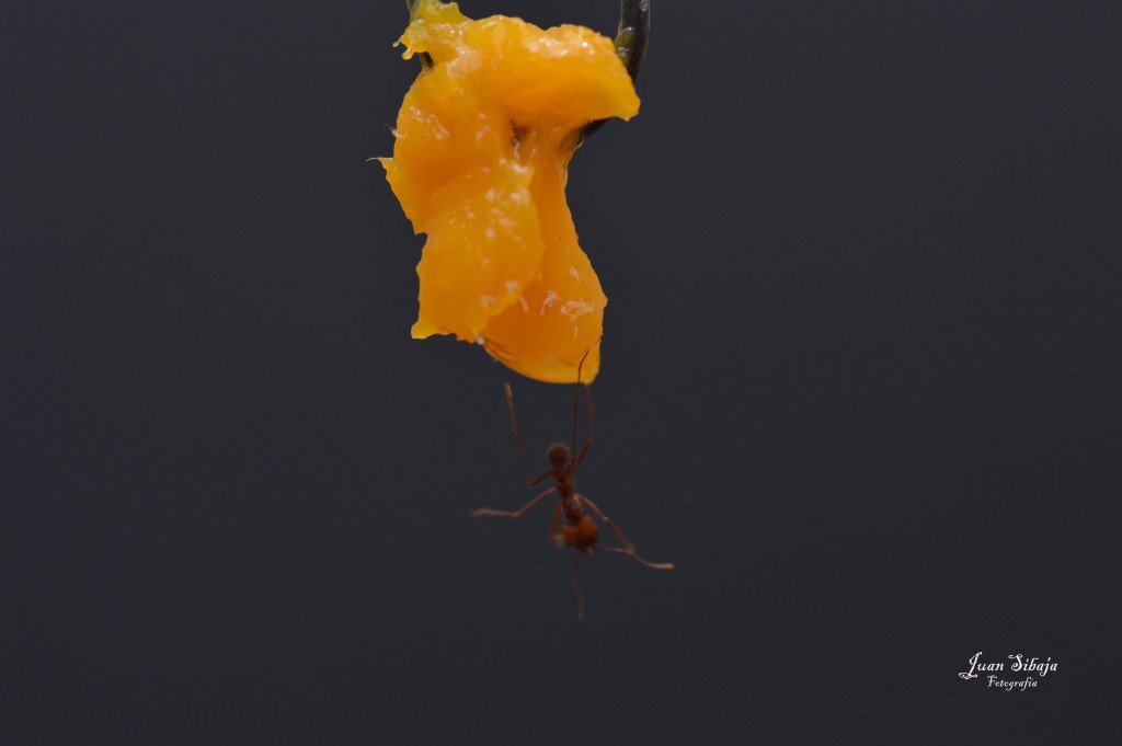 Foto de Alajuela, Costa Rica