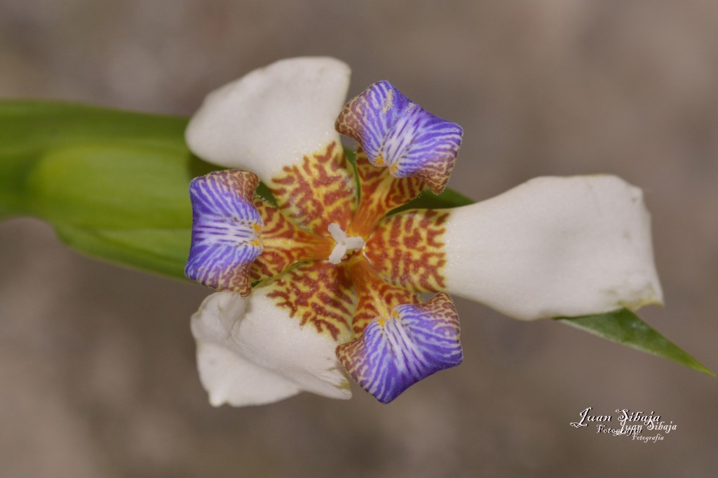 Foto de Alajuela, Costa Rica