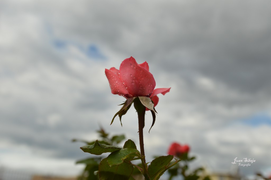 Foto de Alajuela, Costa Rica