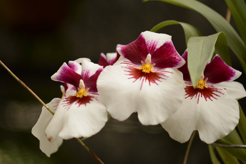 Foto de Alajuela, Costa Rica