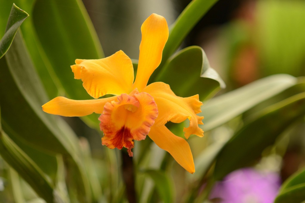 Foto de Alajuela, Costa Rica