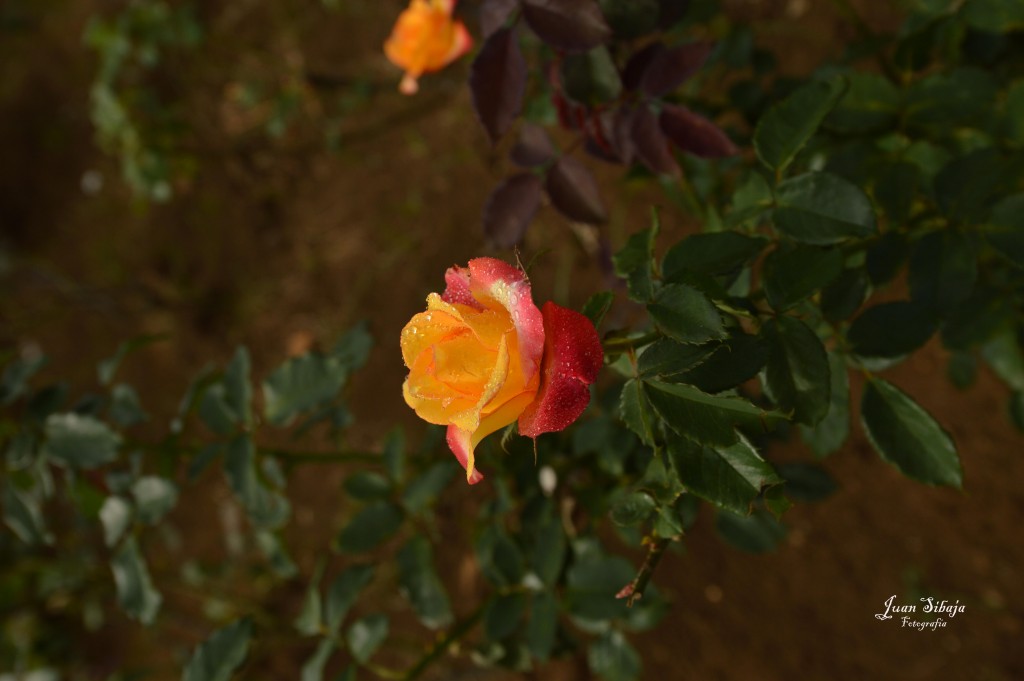 Foto de Alajuela, Costa Rica