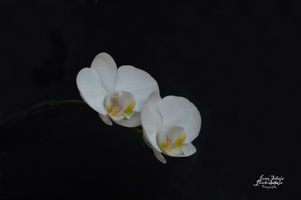 Foto de Alajuela, Costa Rica