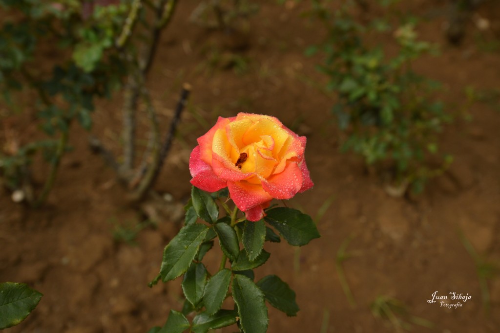 Foto de Alajuela, Costa Rica