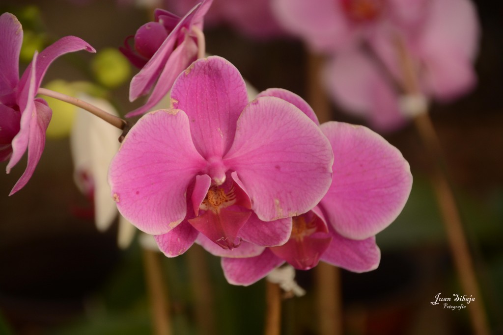 Foto de Alajuela, Costa Rica