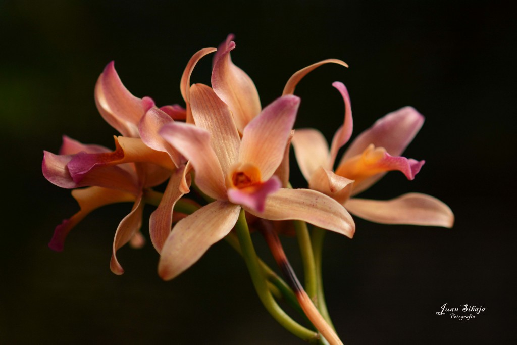 Foto de Alajuela, Costa Rica