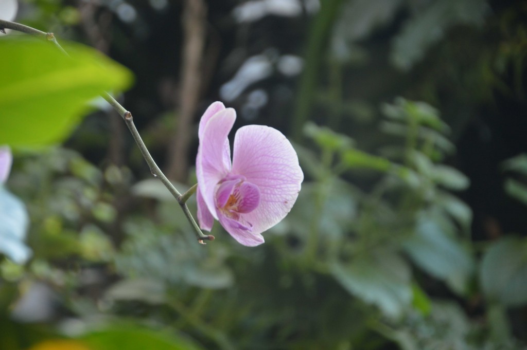 Foto de Alajuela, Costa Rica