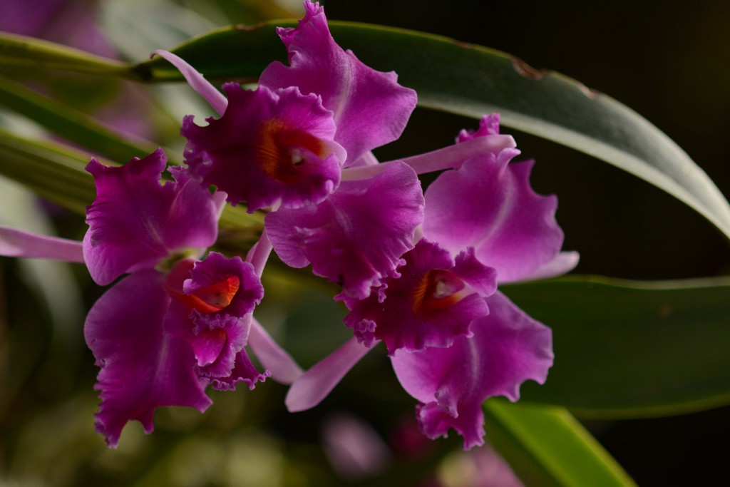 Foto de Alajuela, Costa Rica