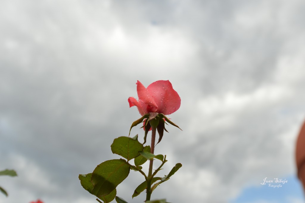 Foto de Alajuela, Costa Rica