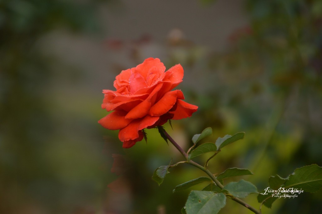 Foto de Alajuela, Costa Rica