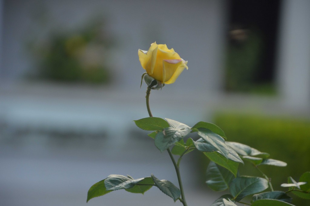 Foto de Alajuela, Costa Rica