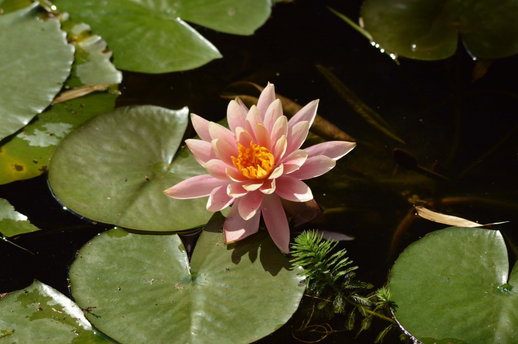 Foto de Alajuela, Costa Rica