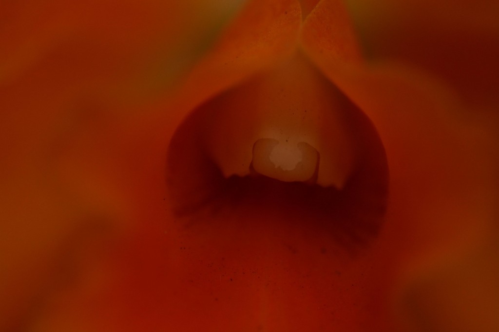 Foto de Alajuela, Costa Rica