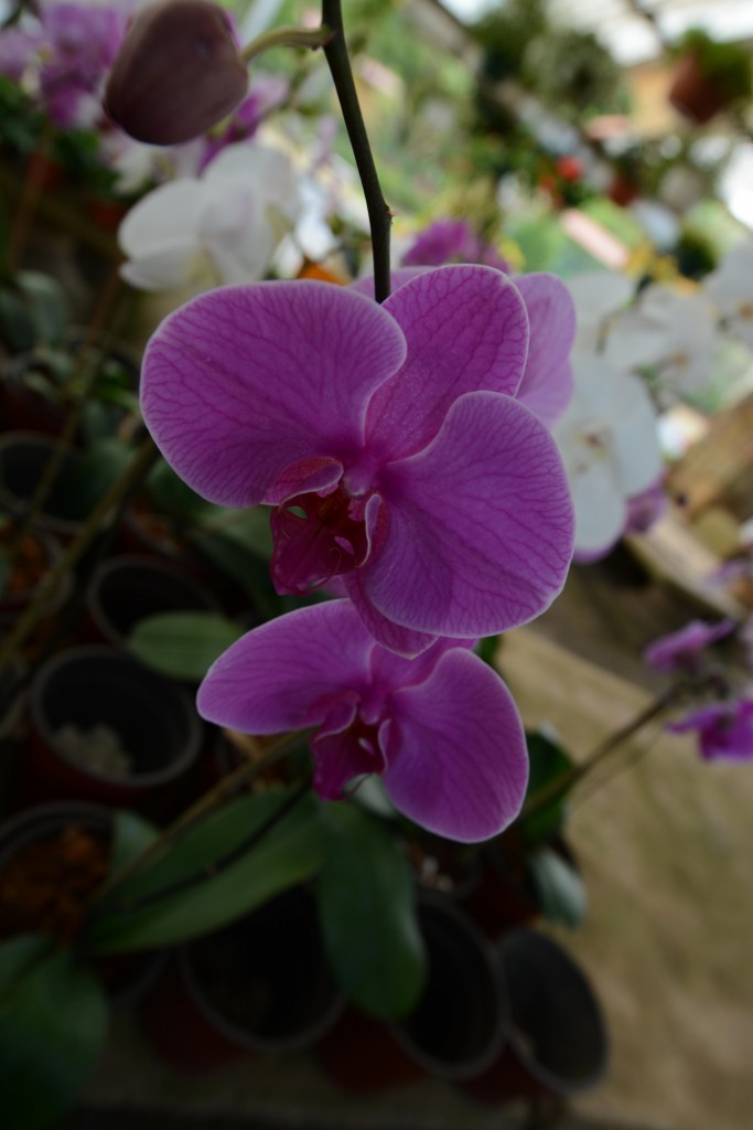 Foto de Alajuela, Costa Rica