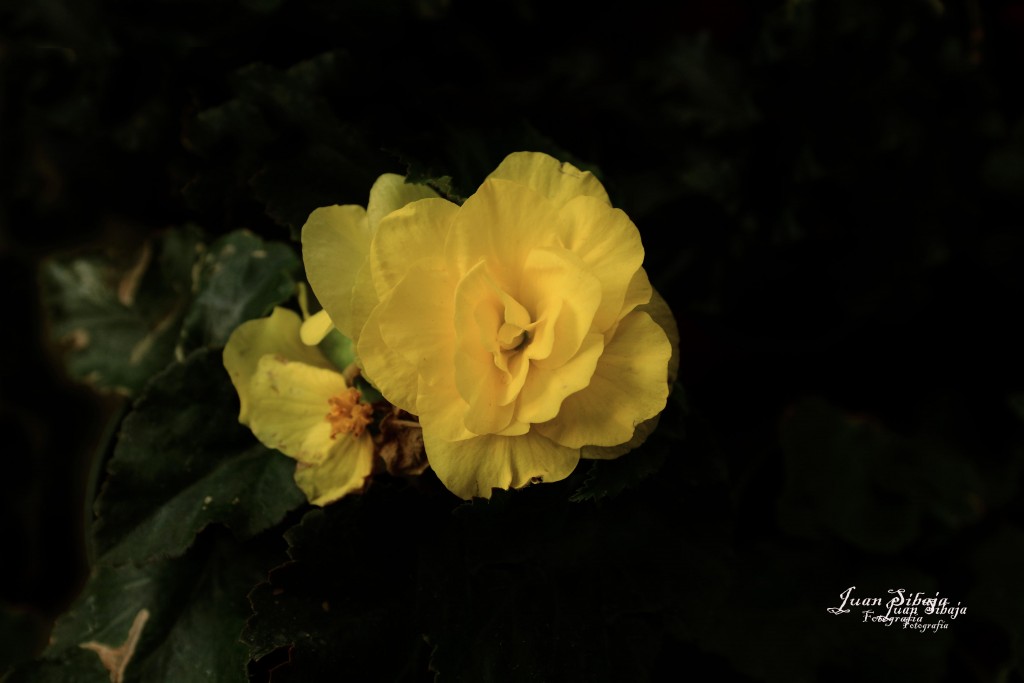 Foto de Alajuela, Costa Rica