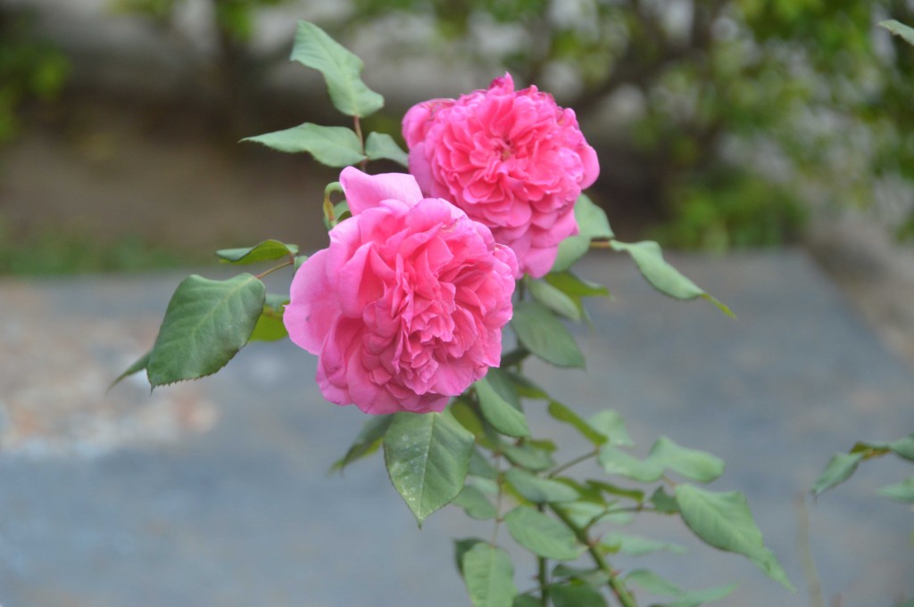 Foto de Alajuela, Costa Rica