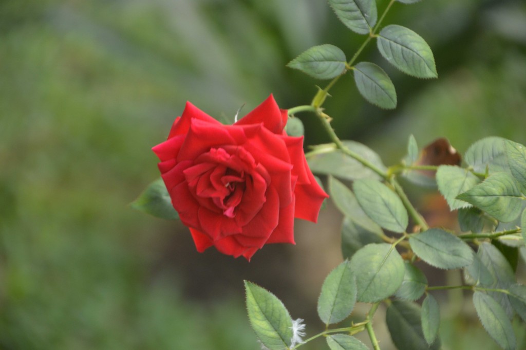 Foto de Alajuela, Costa Rica