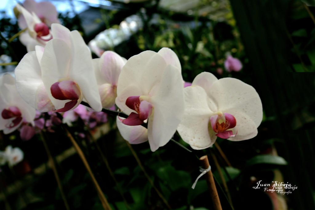 Foto de Alajuela, Costa Rica