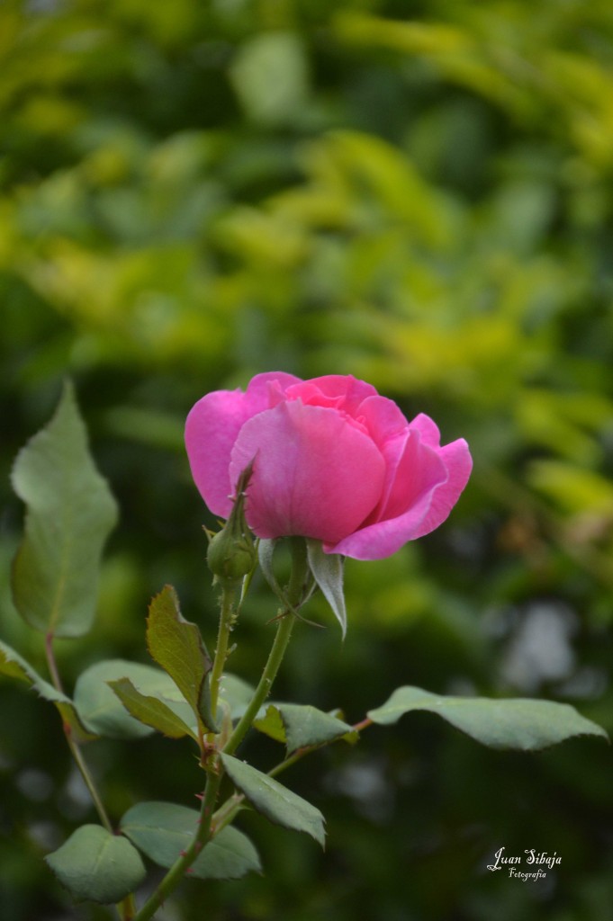 Foto de Alajuela, Costa Rica