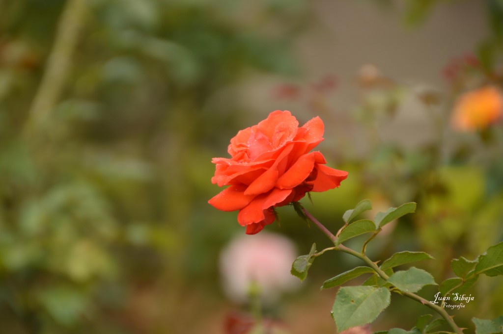 Foto de Alajuela, Costa Rica