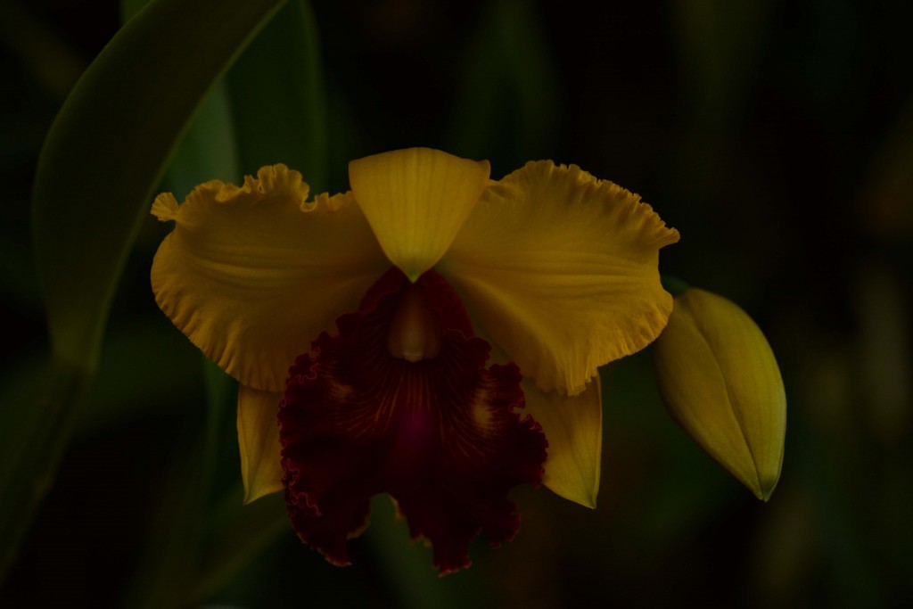 Foto de Alajuela, Costa Rica