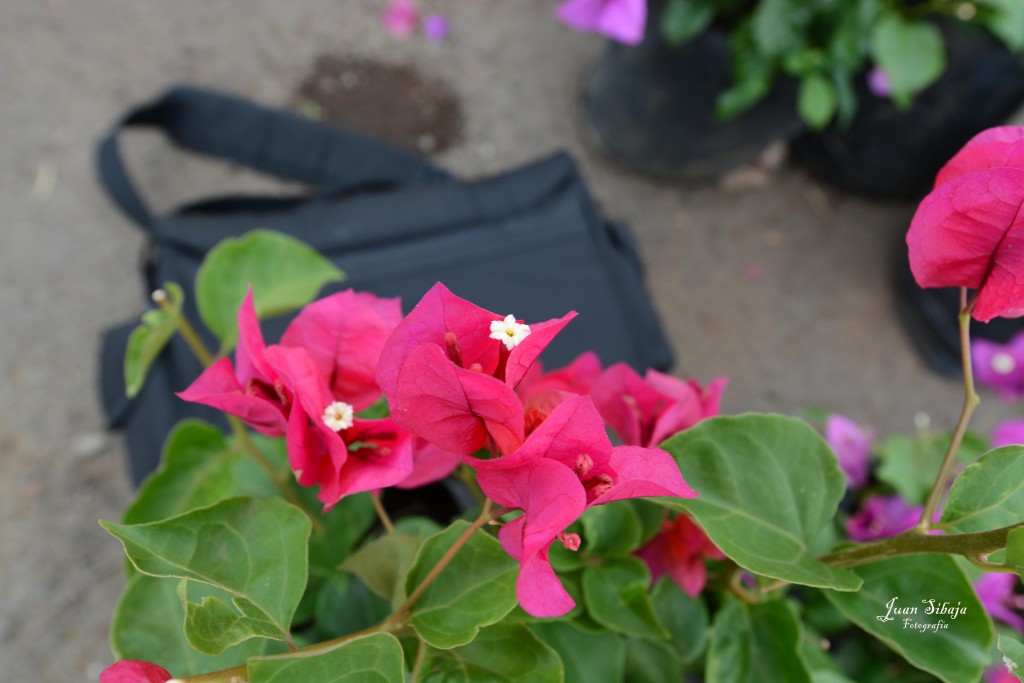 Foto de Alajuela, Costa Rica