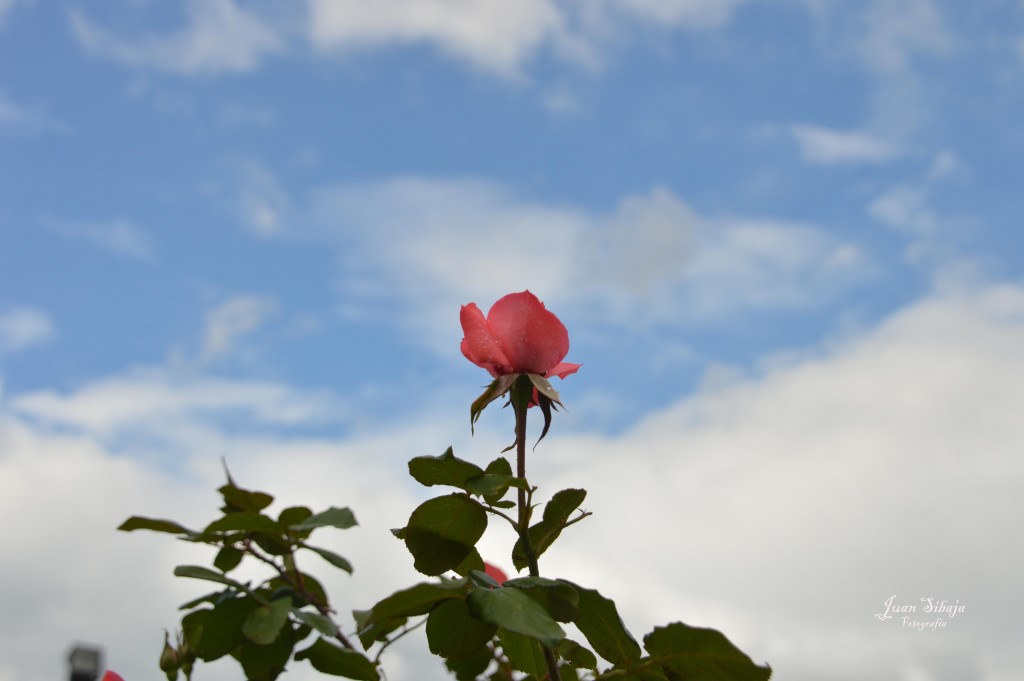 Foto de Alajuela, Costa Rica