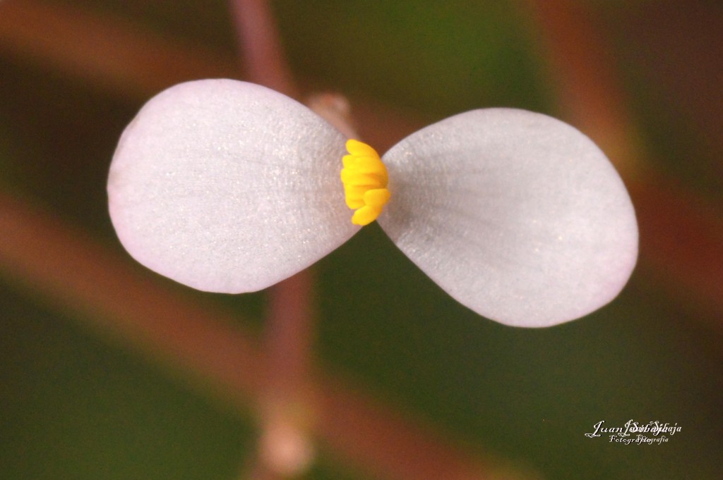 Foto de Alajuela, Costa Rica