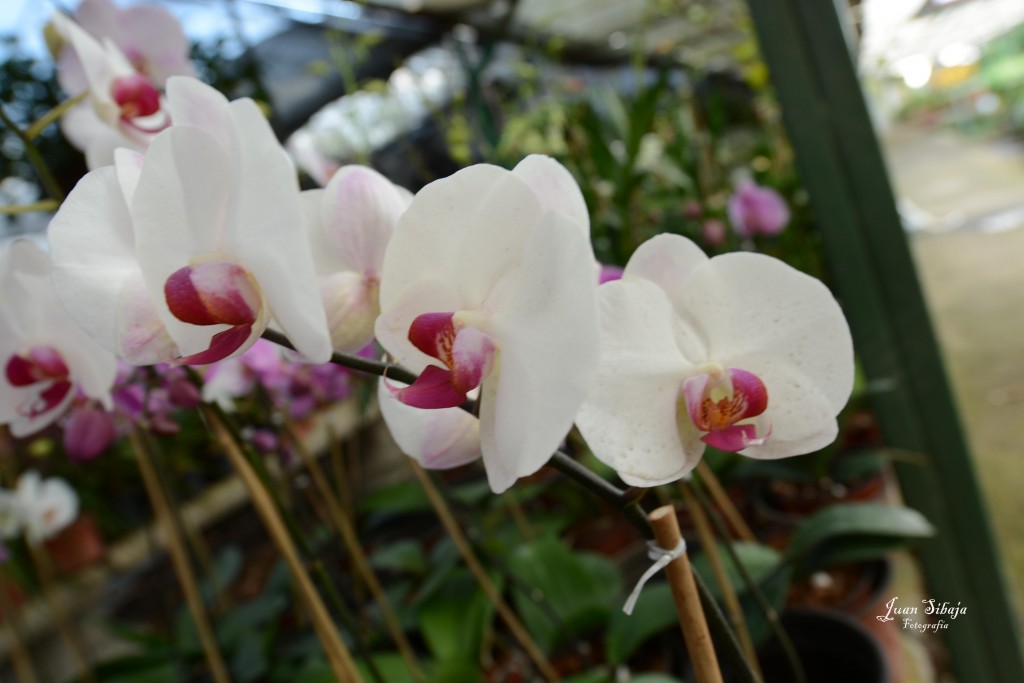 Foto de Alajuela, Costa Rica