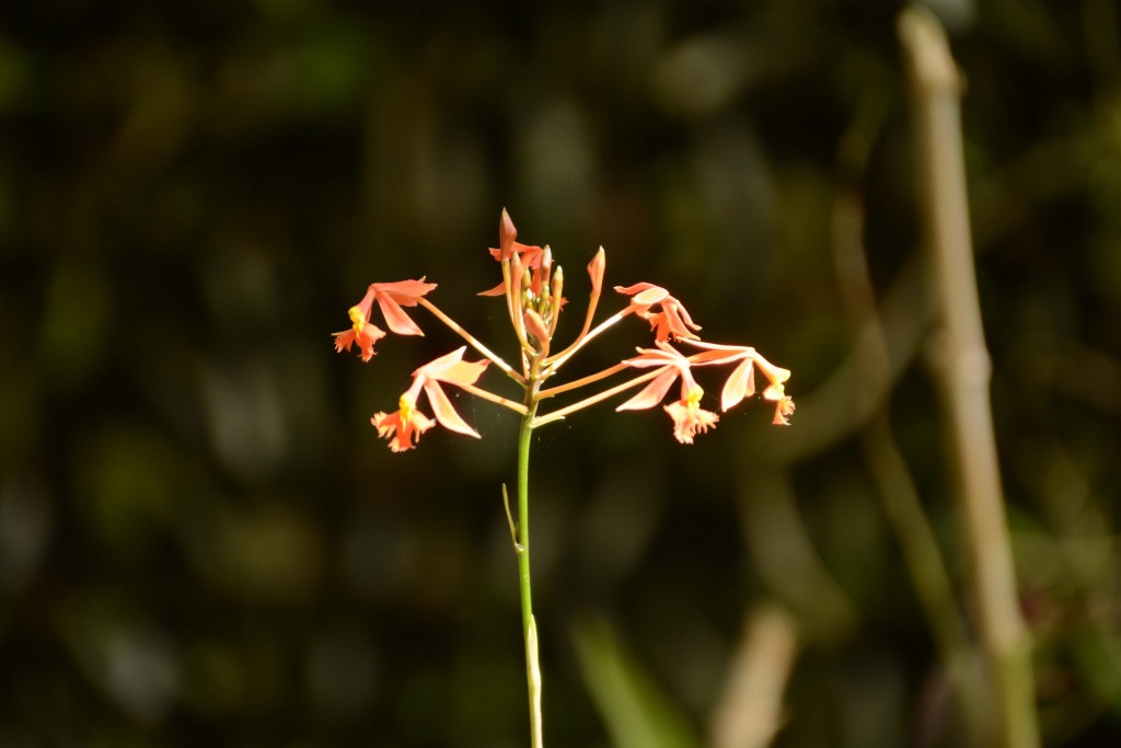 Foto de Alajuela, Costa Rica