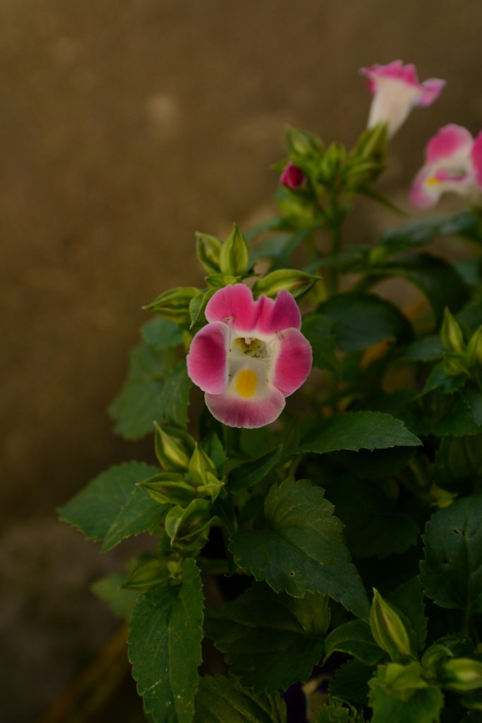 Foto de Alajuela, Costa Rica