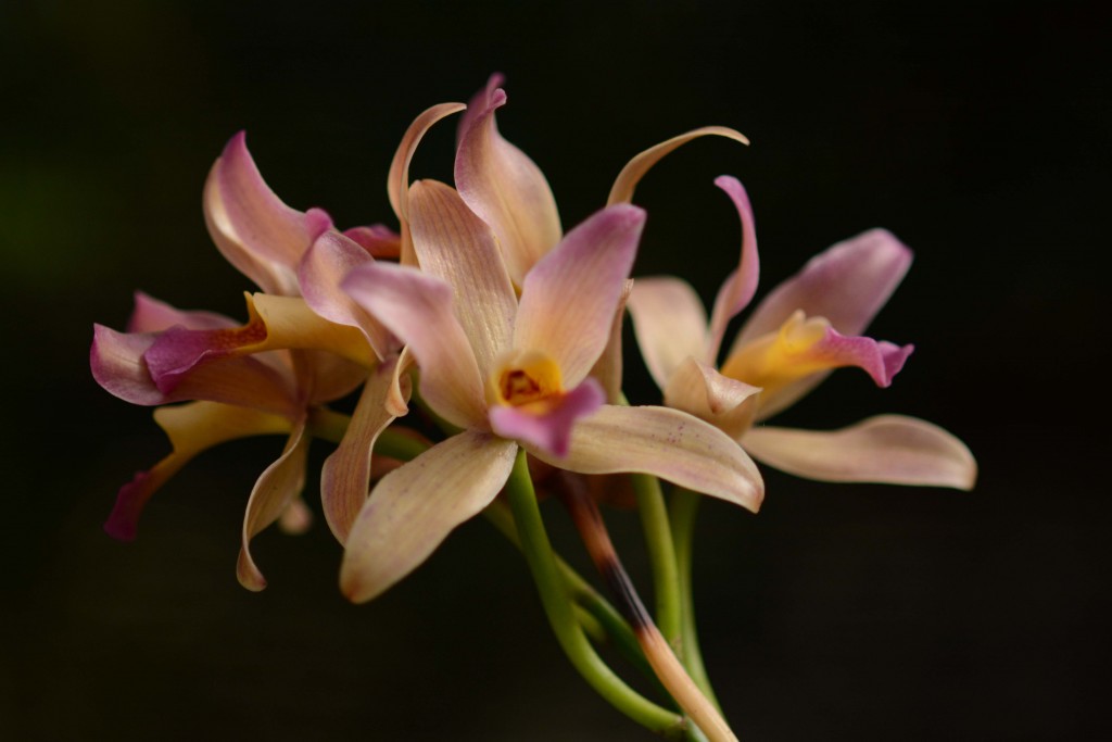 Foto de Alajuela, Costa Rica